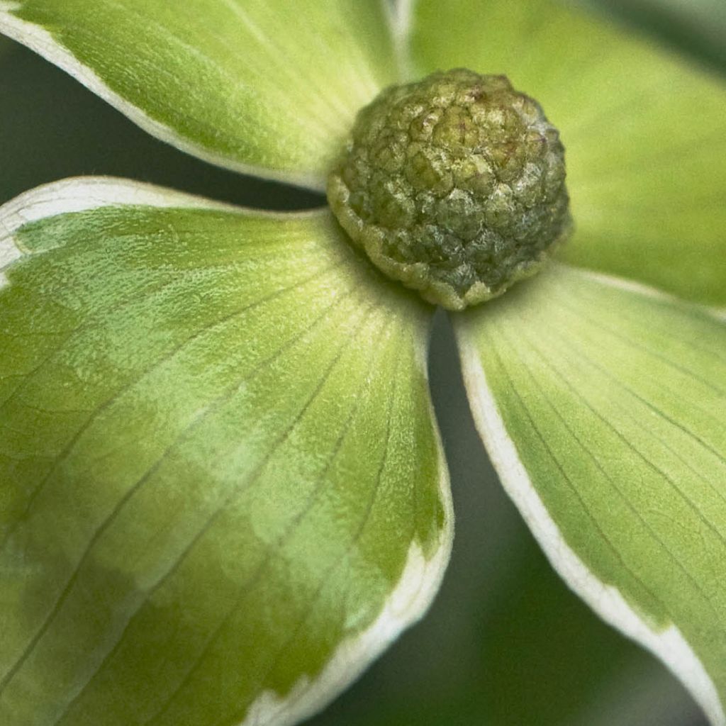 Japanischer Blumen-Hartriegel Samaritan - Cornus kousa