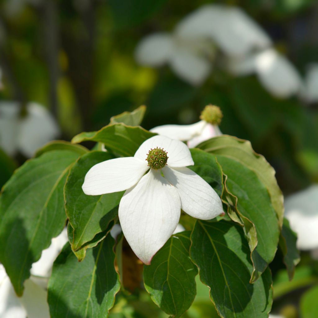 Japanischer Blumen-Hartriegel Teutonia - Cornus kousa