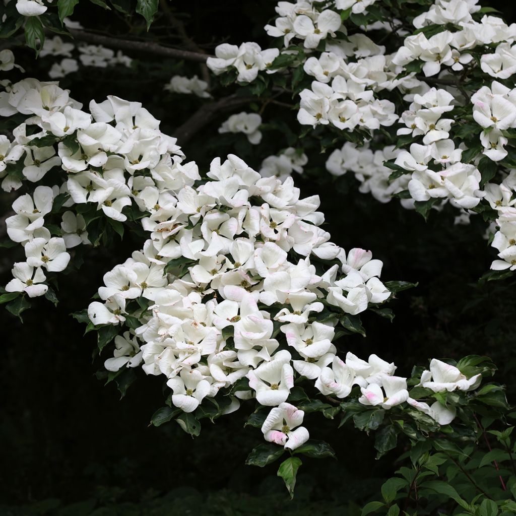 Japanischer Blumen-Hartriegel Venus - Cornus kousa