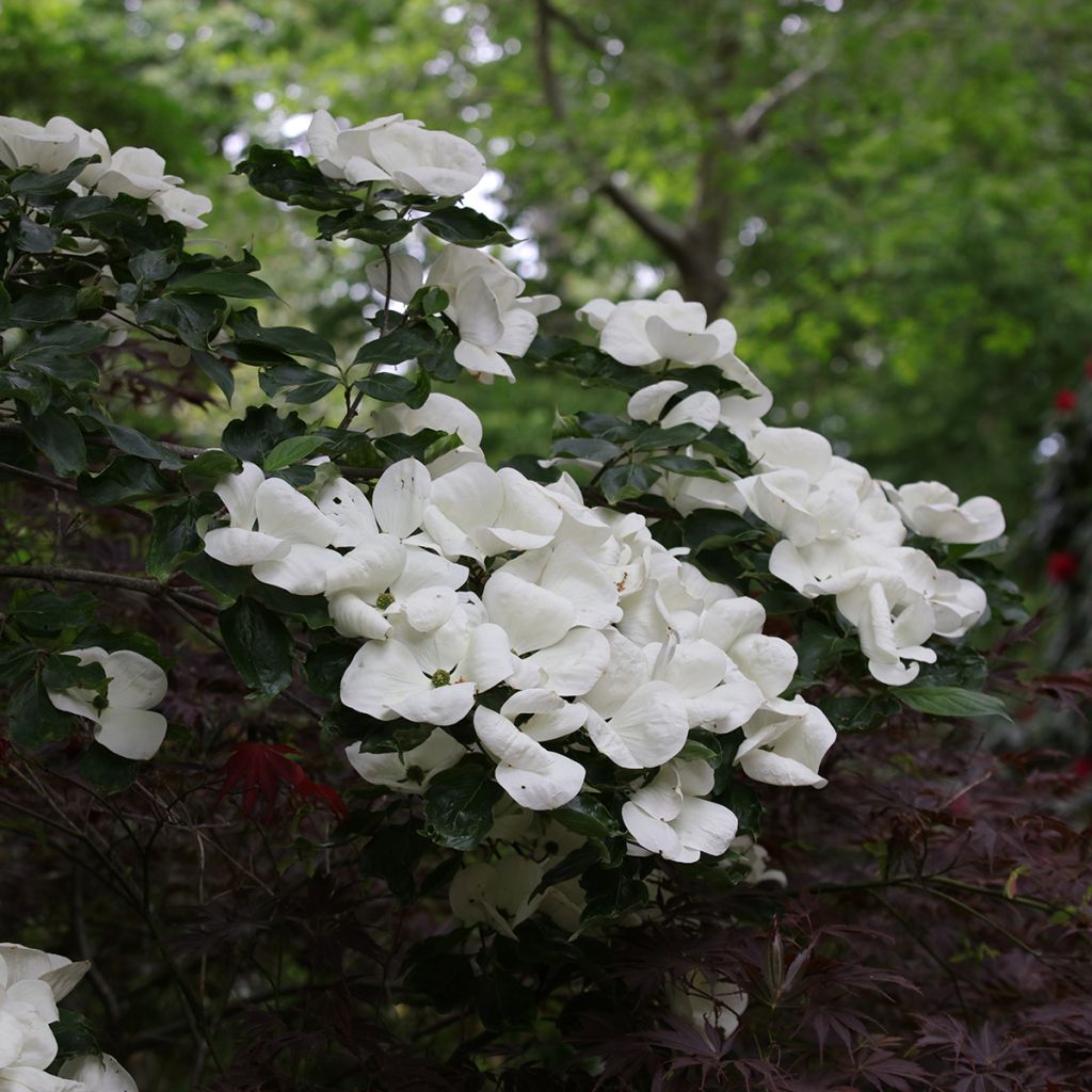 Japanischer Blumen-Hartriegel Venus - Cornus kousa