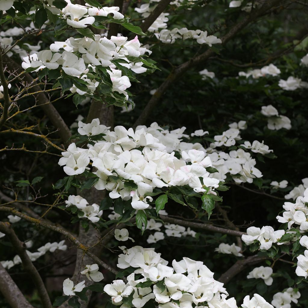 Japanischer Blumen-Hartriegel Venus - Cornus kousa