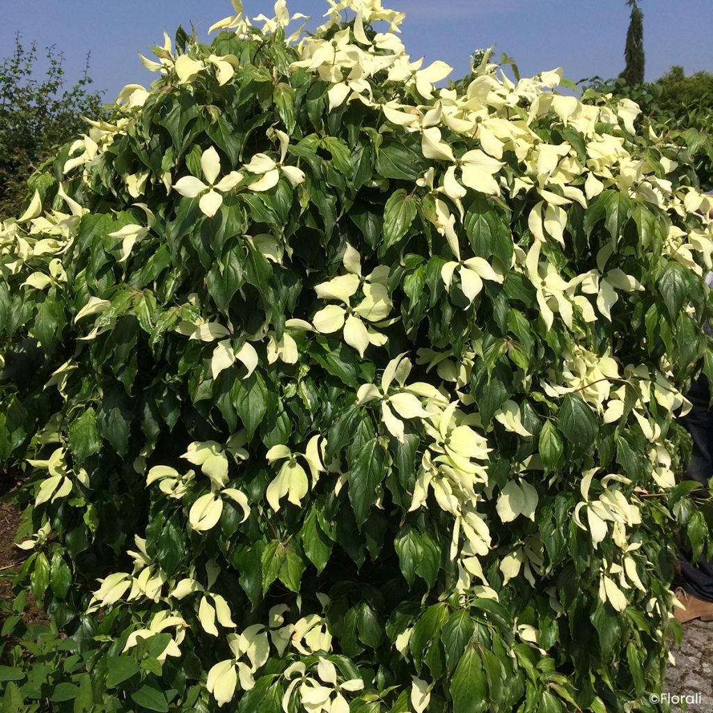 Blumen-Hartriegel Watermelon Sugar - Cornus kousa Japanischer 