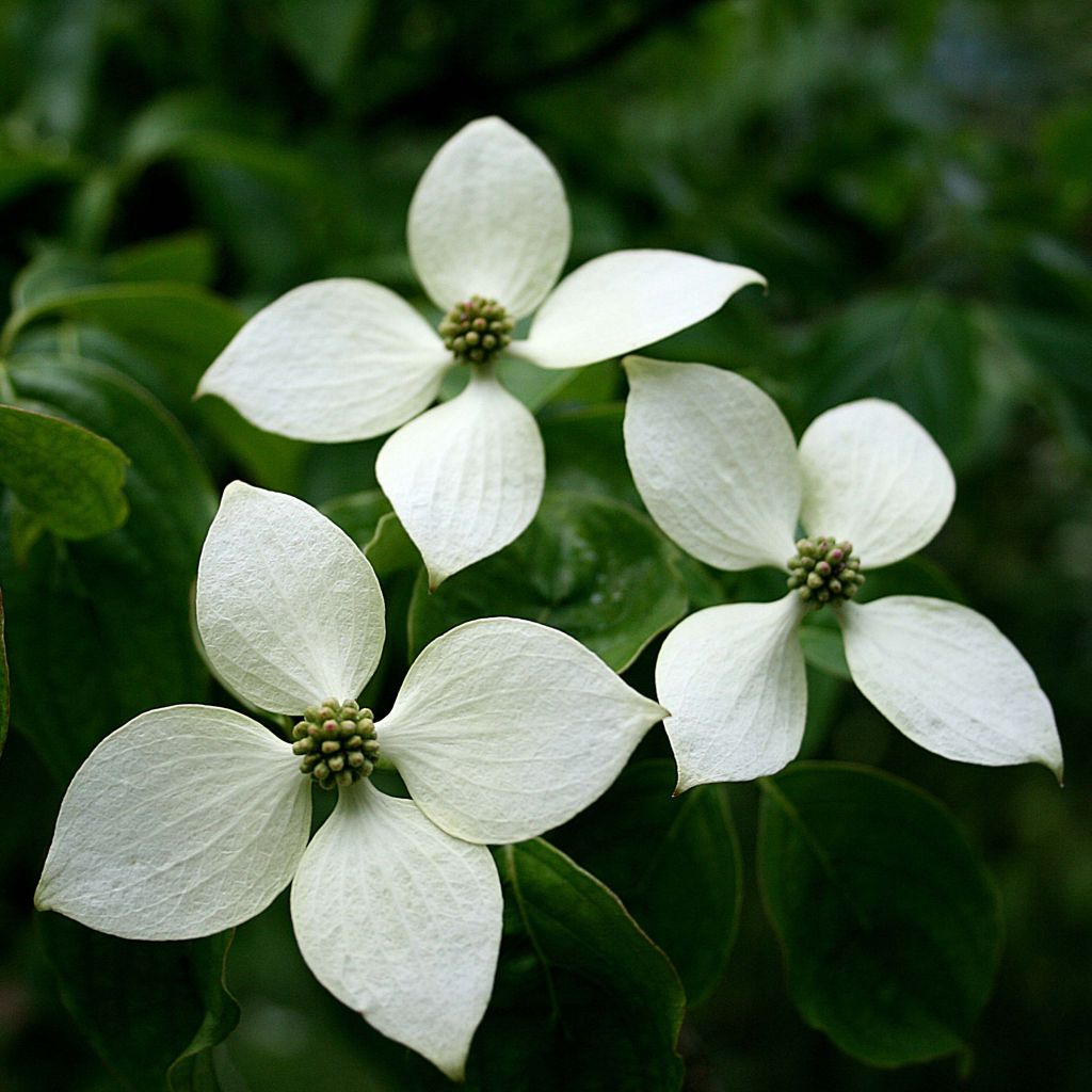 Japanischer Blumen-Hartriegel Chinensis - Cornus kousa