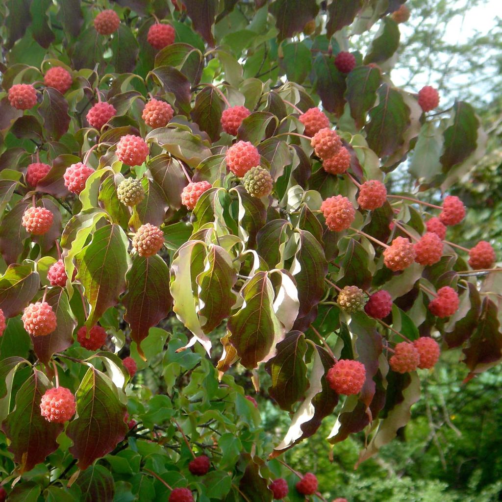 Japanischer Blumen-Hartriegel Chinensis - Cornus kousa