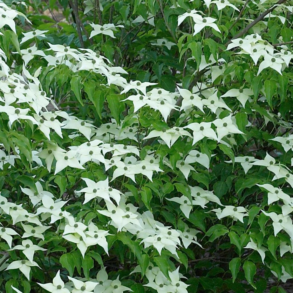 Japanischer Blumen-Hartriegel Chinensis - Cornus kousa