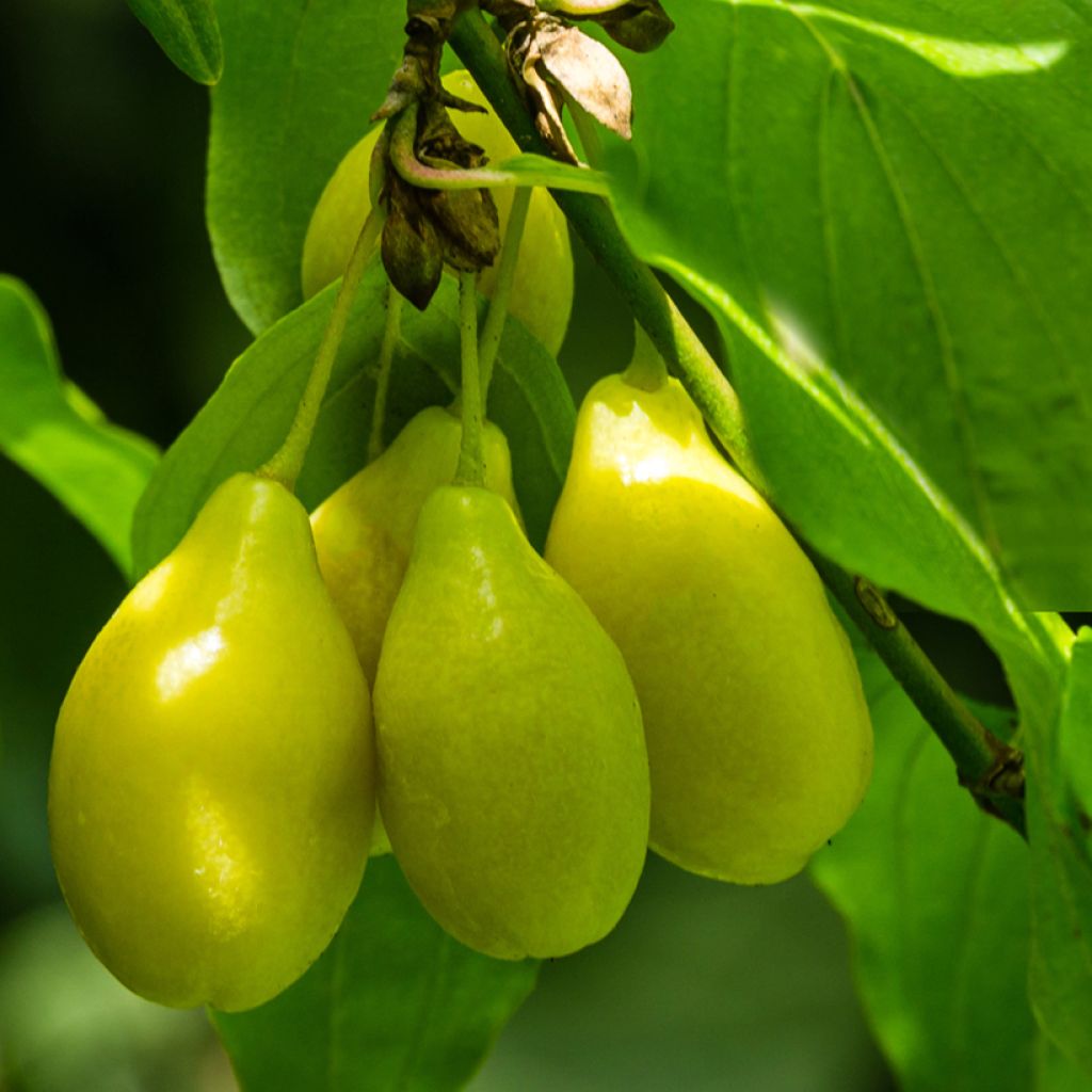 Kornelkirsche Alosza - Cornus mas