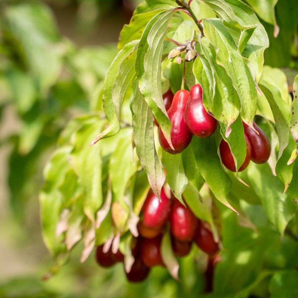 Kornelkirsche Bolestraszycki - Cornus mas