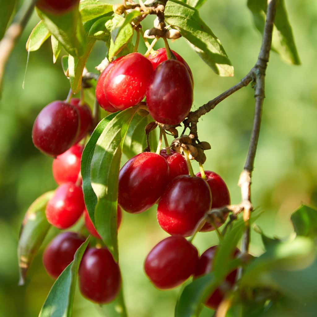 Kornelkirsche Florianka - Cornus mas