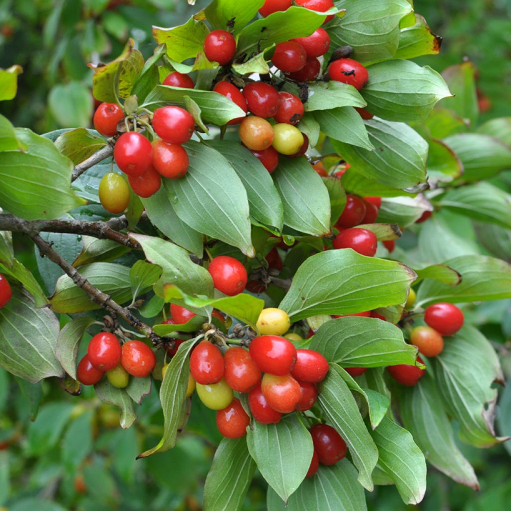 Kornelkirsche Juliusz - Cornus mas