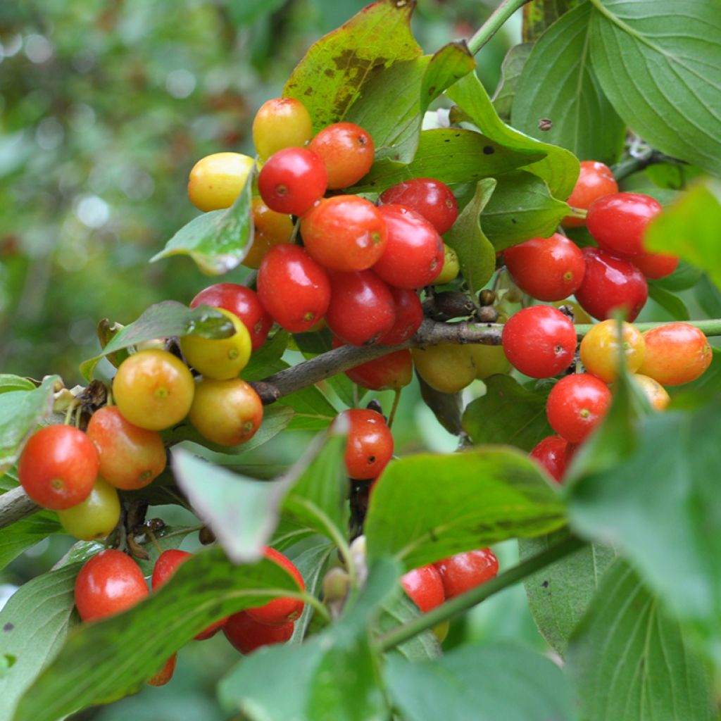 Kornelkirsche Koralowyj Marka - Cornus mas