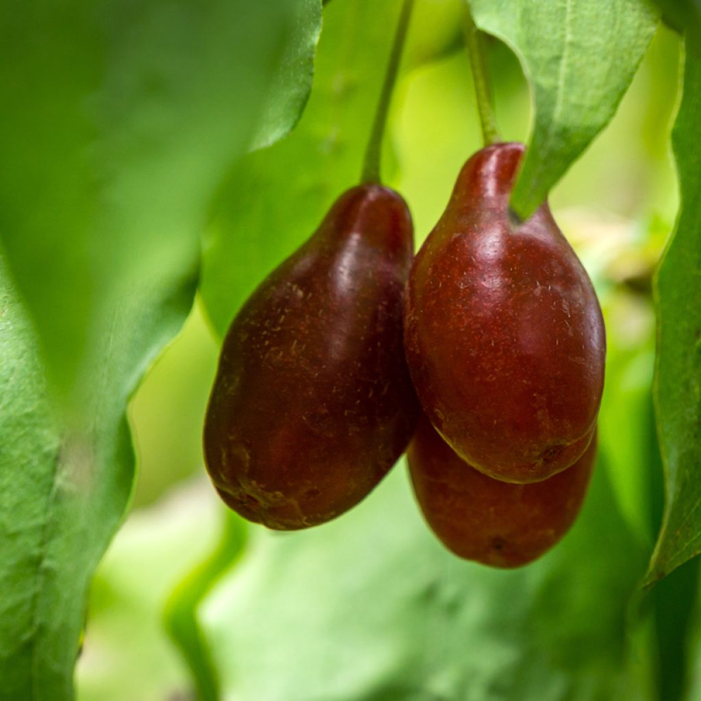 Kornelkirsche Starokijewskij - Cornus mas