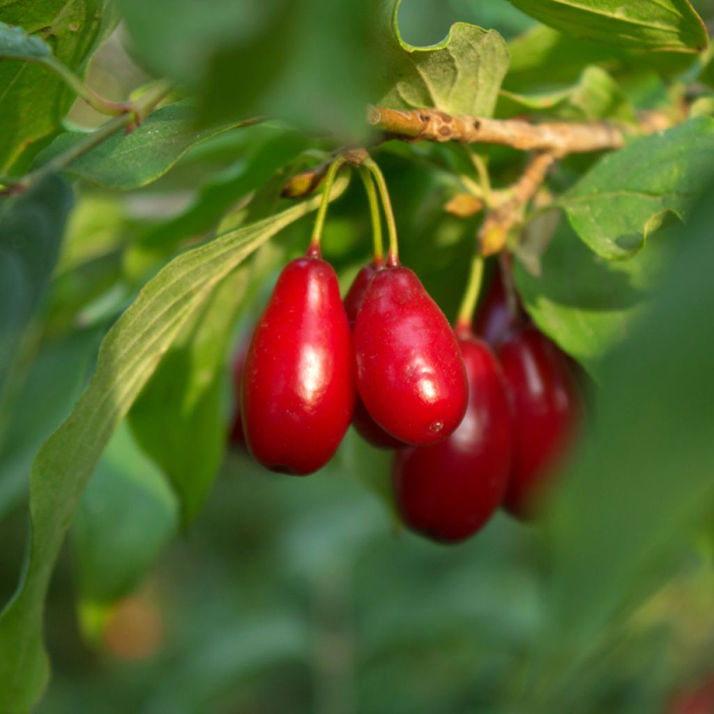 Kornelkirsche Swietljaczok - Cornus mas