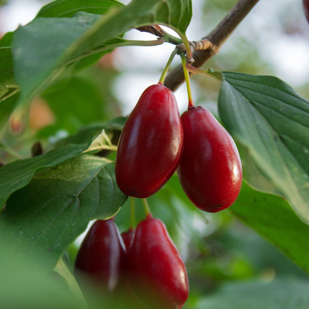 Kornelkirsche Szafer - Cornus mas