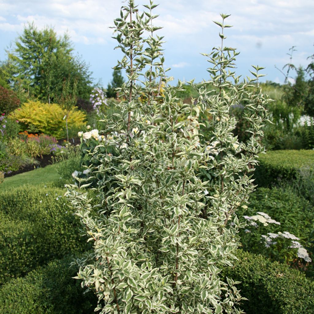 Kornelkirsche Variegata - Cornus mas