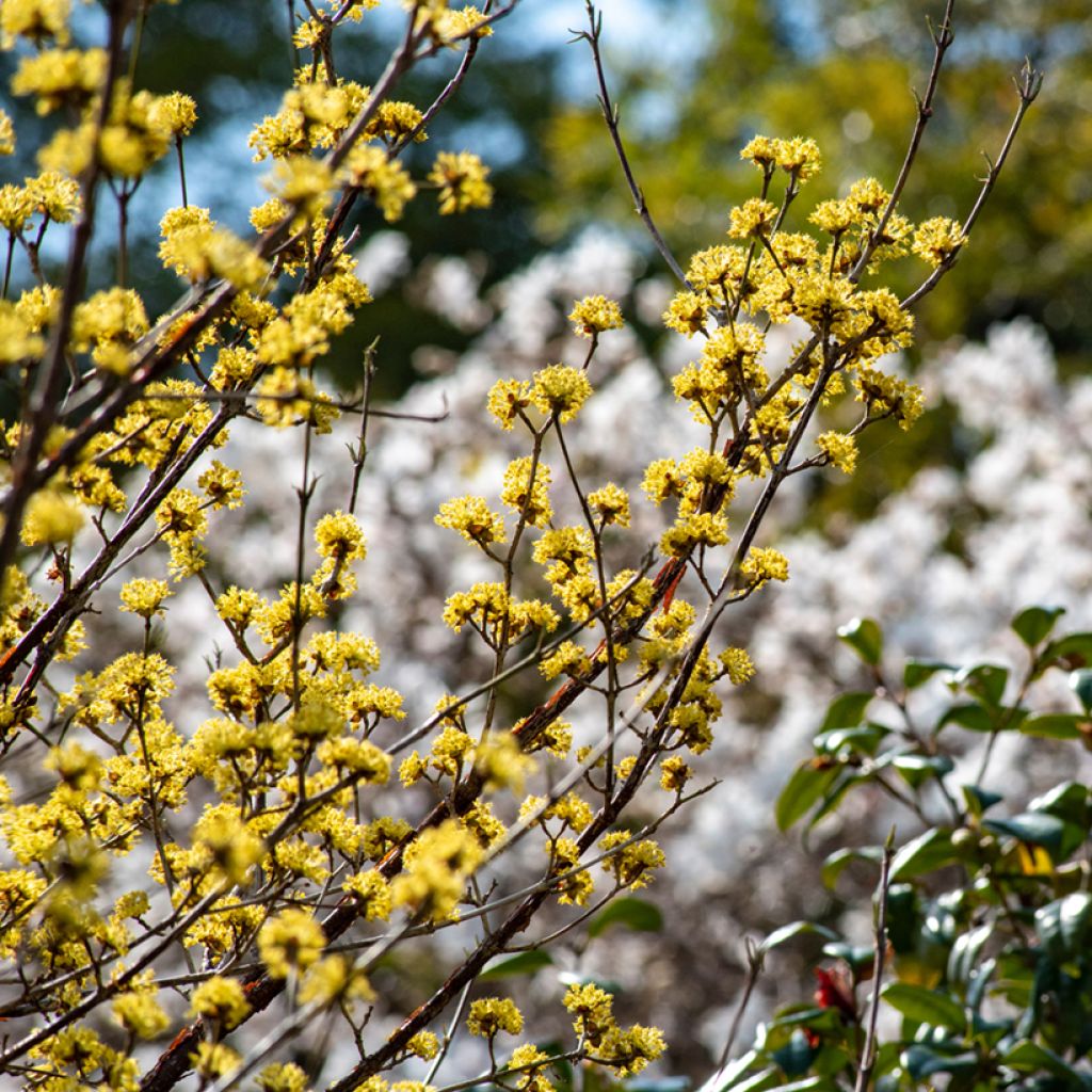 Asiatische Kornelkirsche - Cornus officinalis