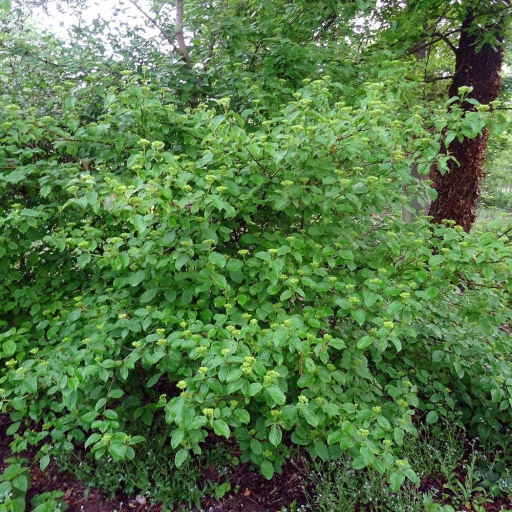 Cornus sanguinea - Cornouiller sanguin