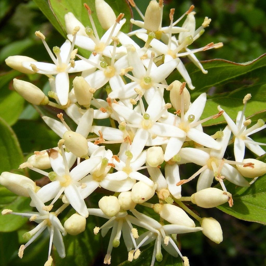 Cornus sanguinea - Cornouiller sanguin