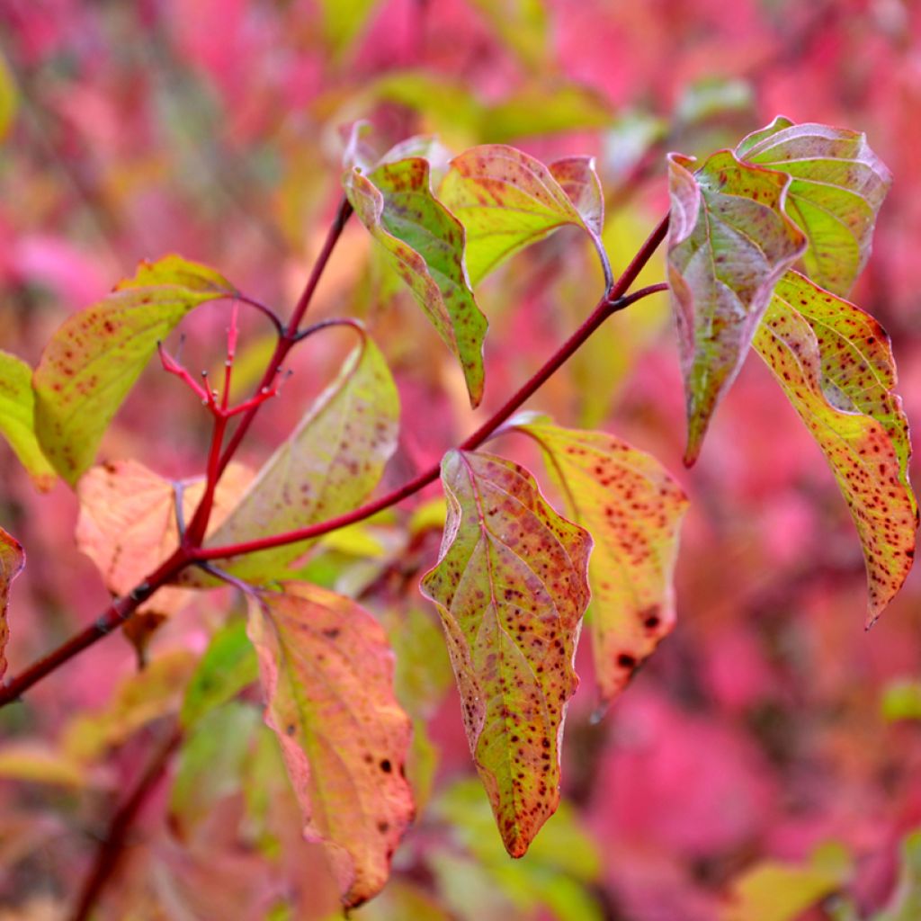 Roter Hartriegel Winter Beauty - Cornus sanguinea