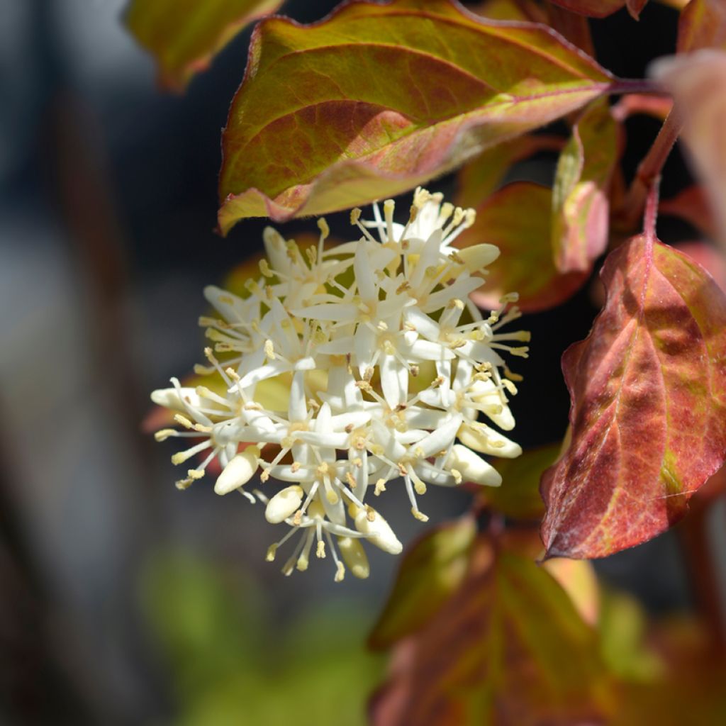 Roter Hartriegel Winter Beauty - Cornus sanguinea