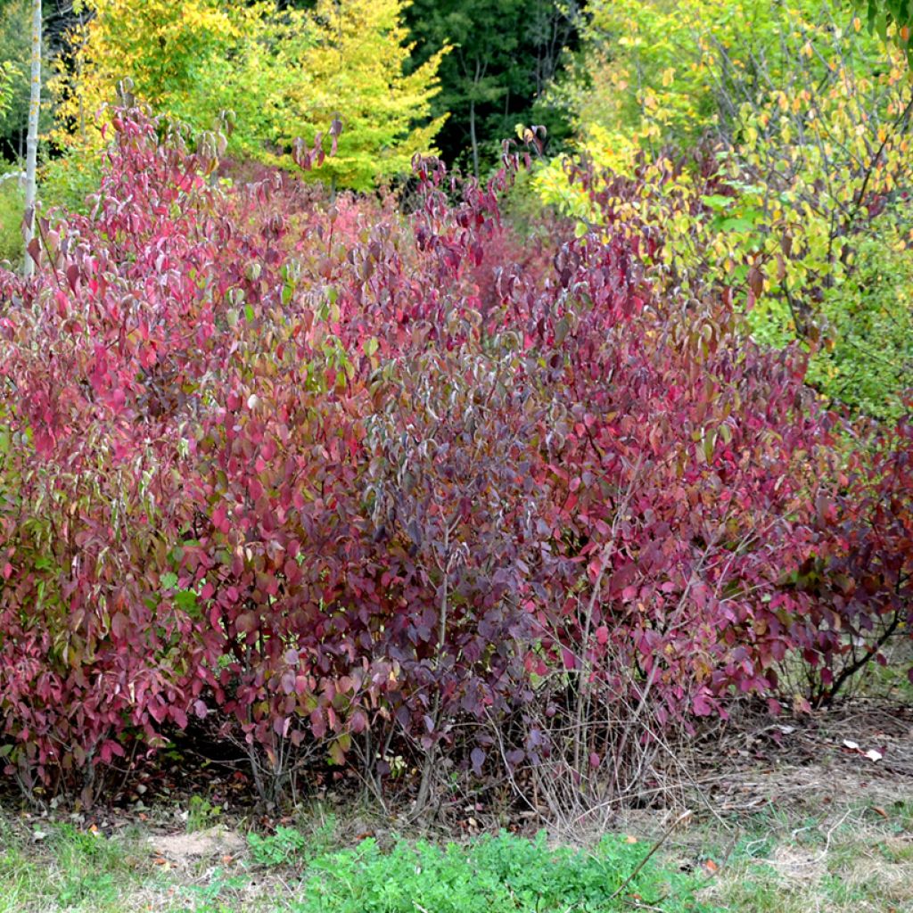 Roter Hartriegel Winter Beauty - Cornus sanguinea