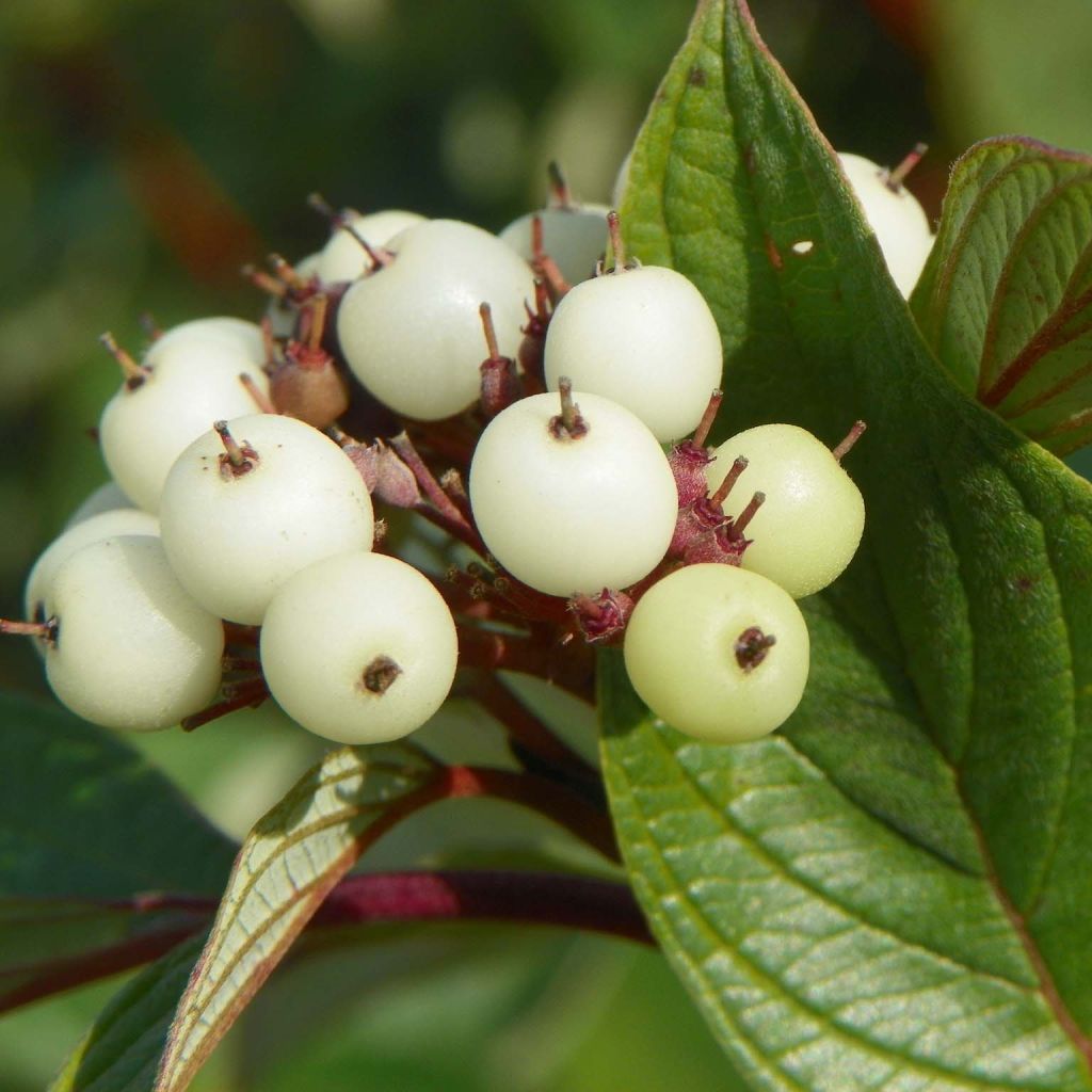 Seidige Hartriegel Baileyi - Cornus sericea