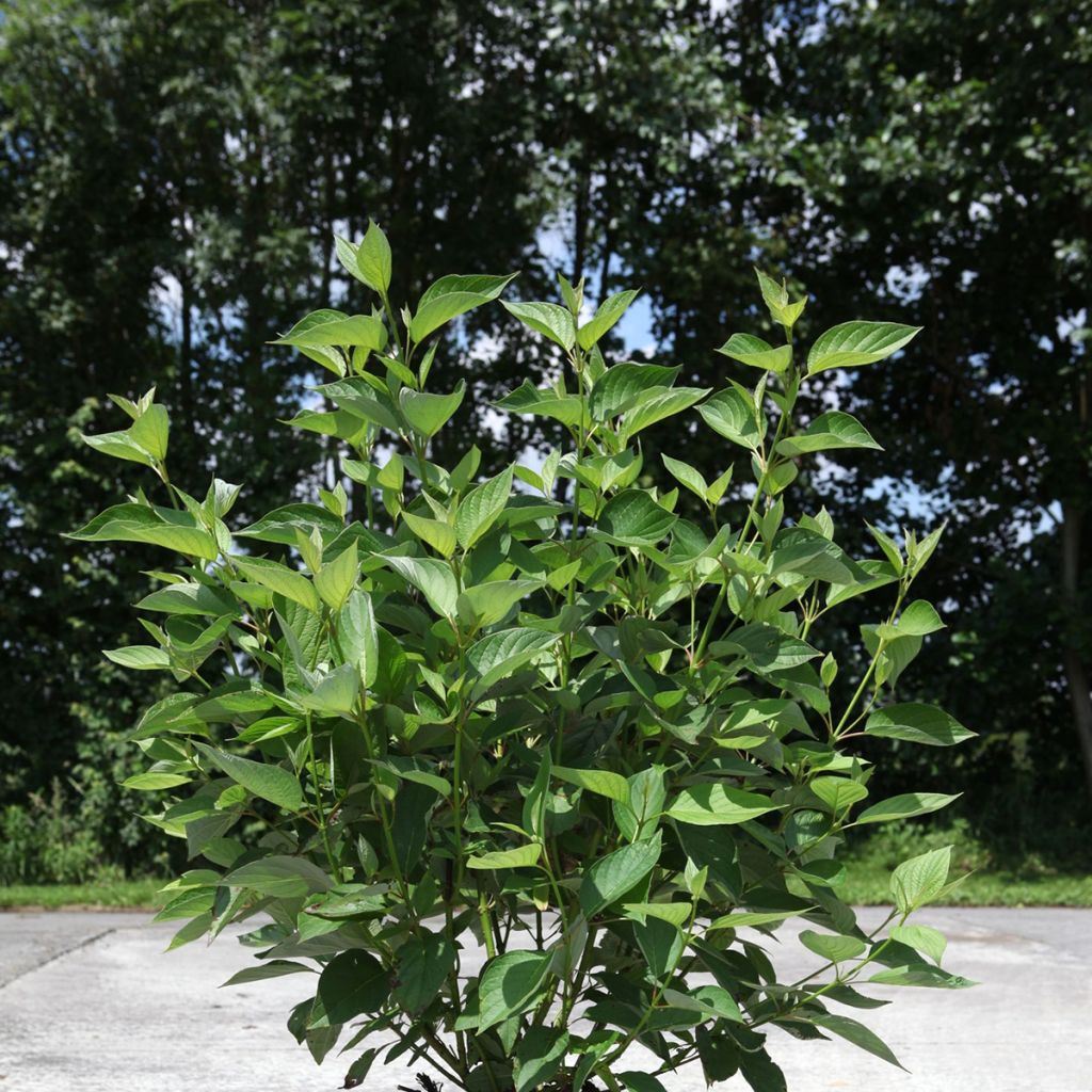 Seidige Hartriegel Firedance - Cornus sericea