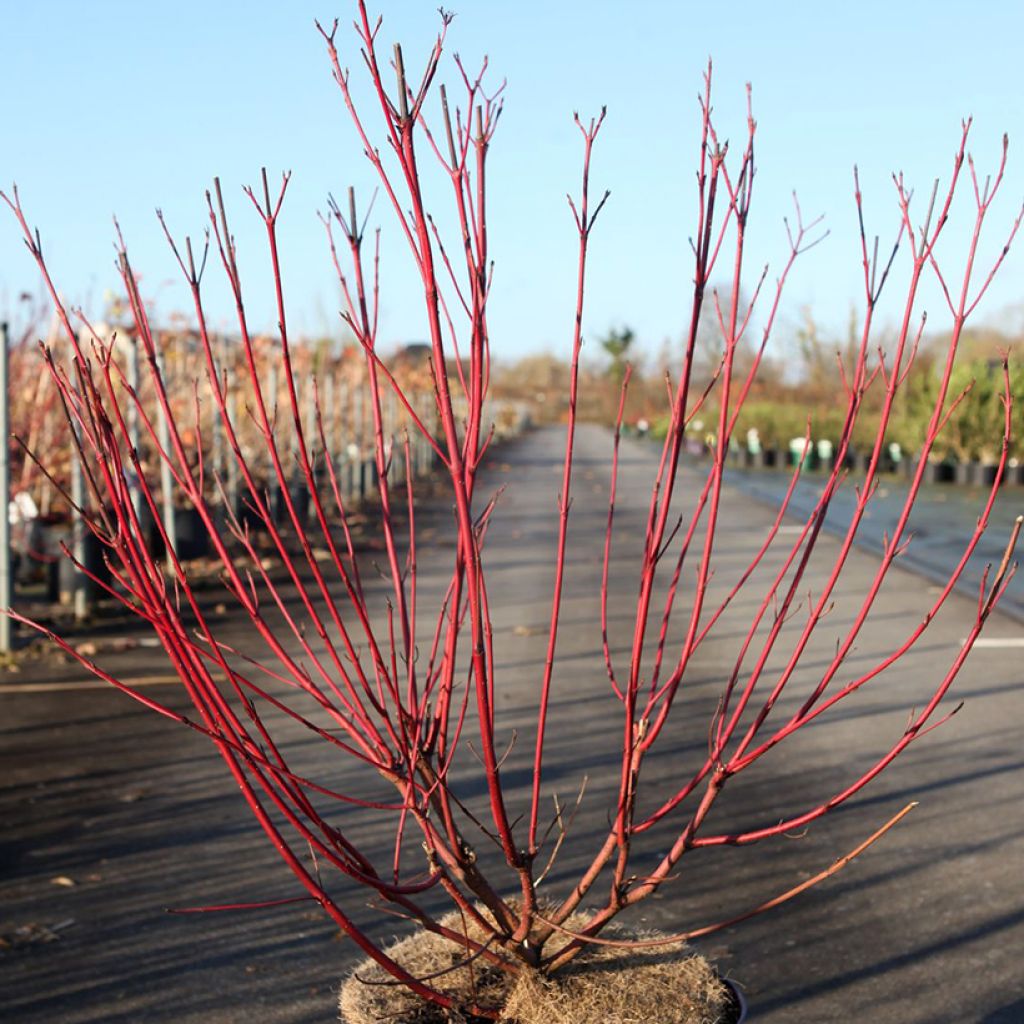 Seidige Hartriegel Firedance - Cornus sericea