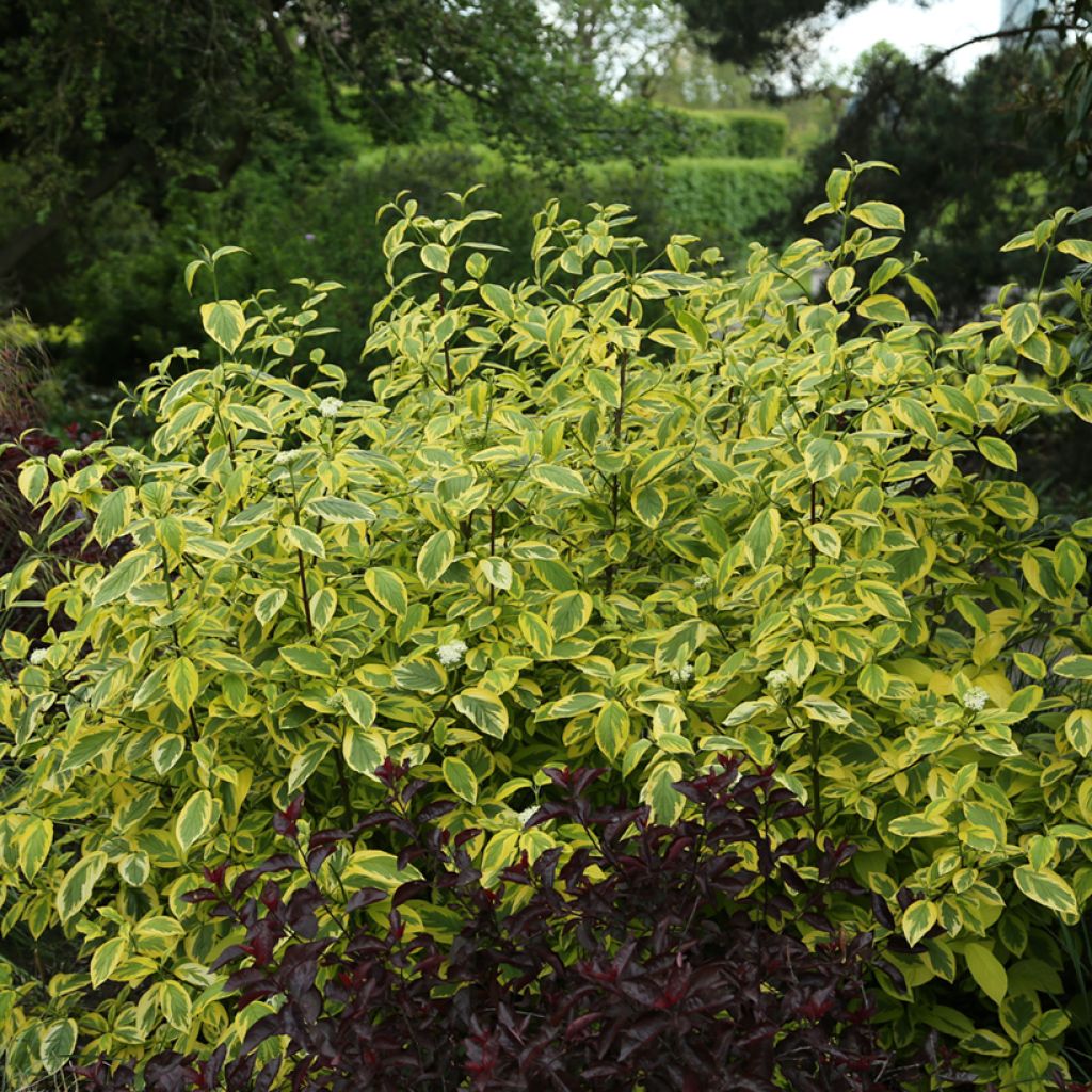 Seidige Hartriegel Hedgerow's Gold - Cornus sericea
