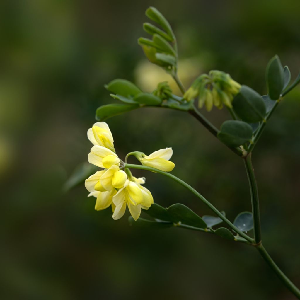 Coronilla valentina subsp. glauca Citrina - Blaugrüne Kronwicke