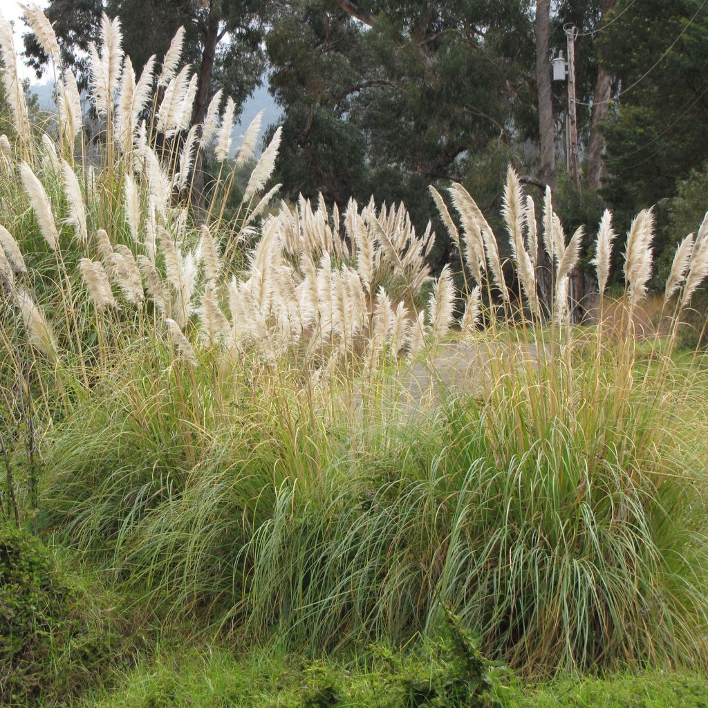 Herbe de la Pampa - Cortaderia selloana