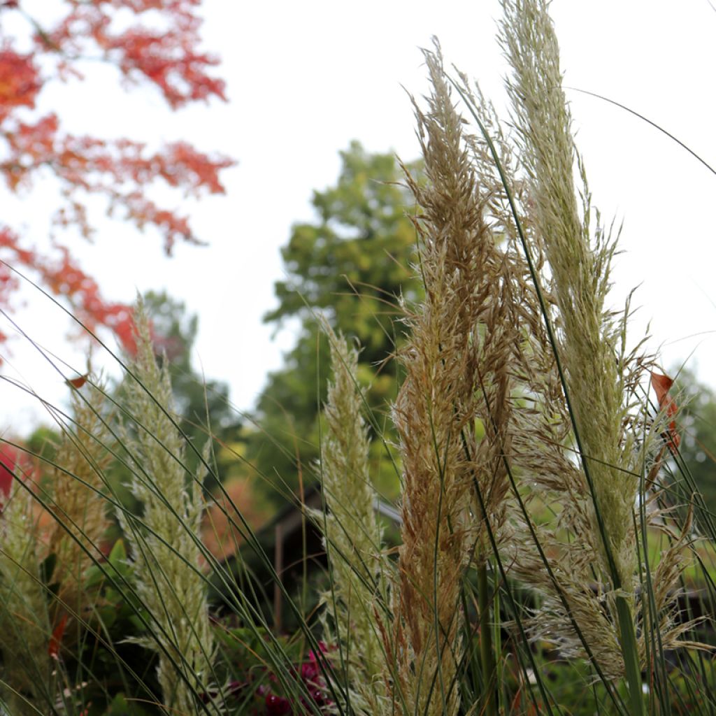 Cortaderia selloana Pumila - Pampasgras