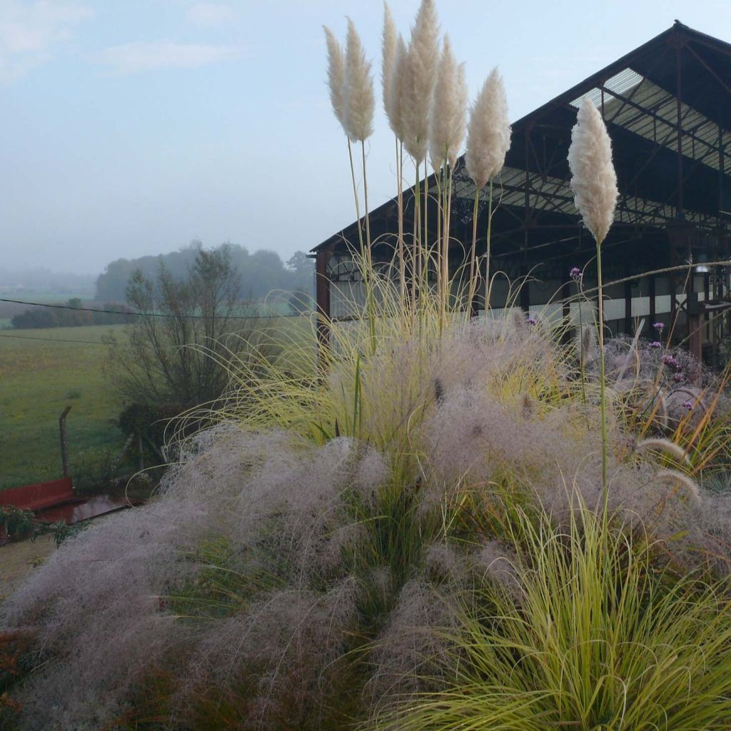 Cortaderia selloana Splendid Star - Pampasgras
