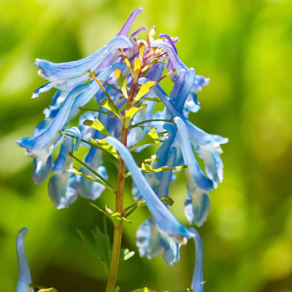 Corydalis elata - Hoher Lerchensporn