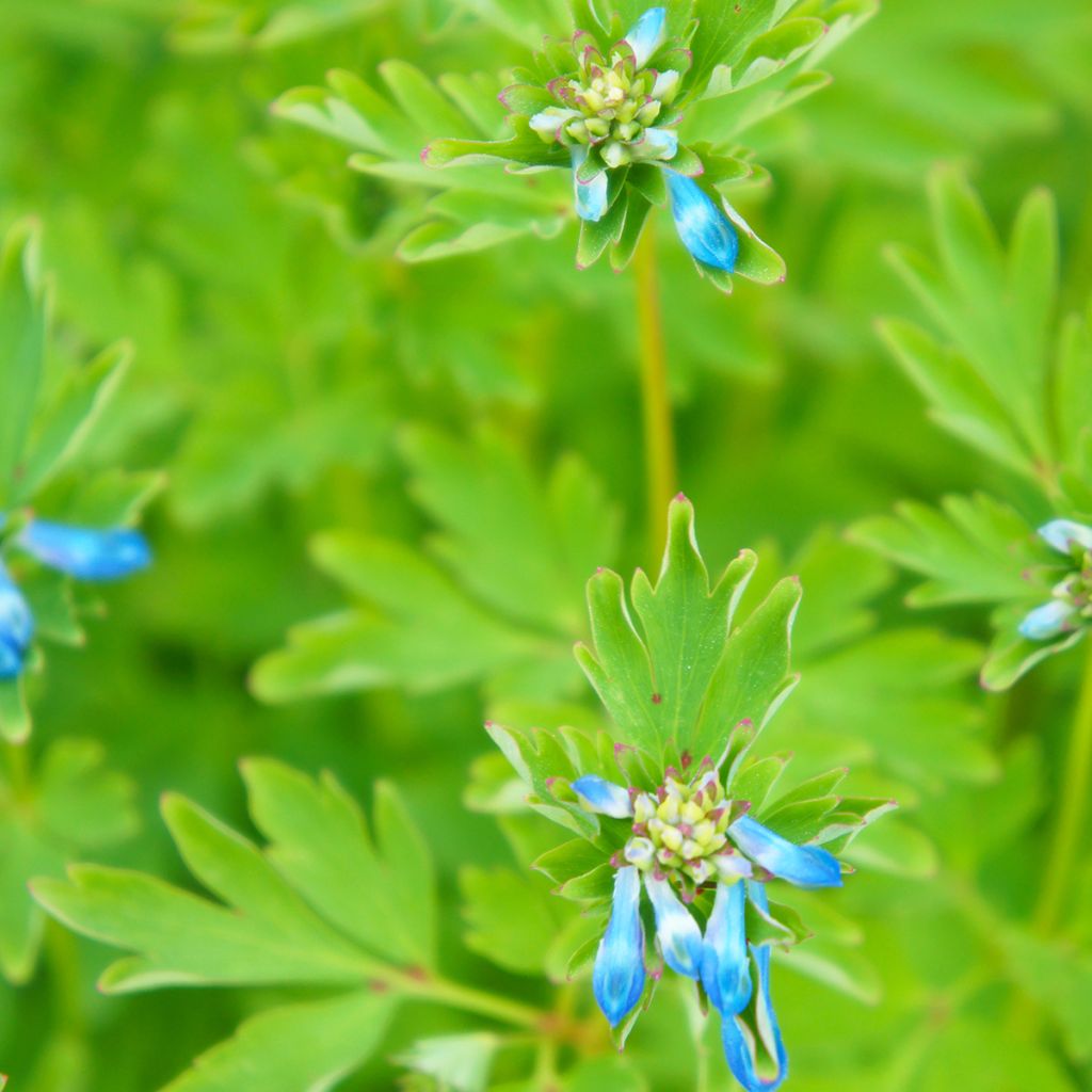 Corydalis flexuosa elata Craigton Blue - Gebogener Lerchensporn