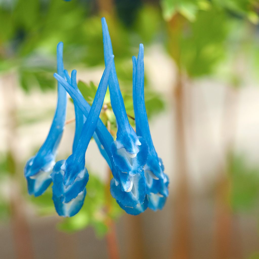 Corydalis flexuosa elata Craigton Blue - Gebogener Lerchensporn
