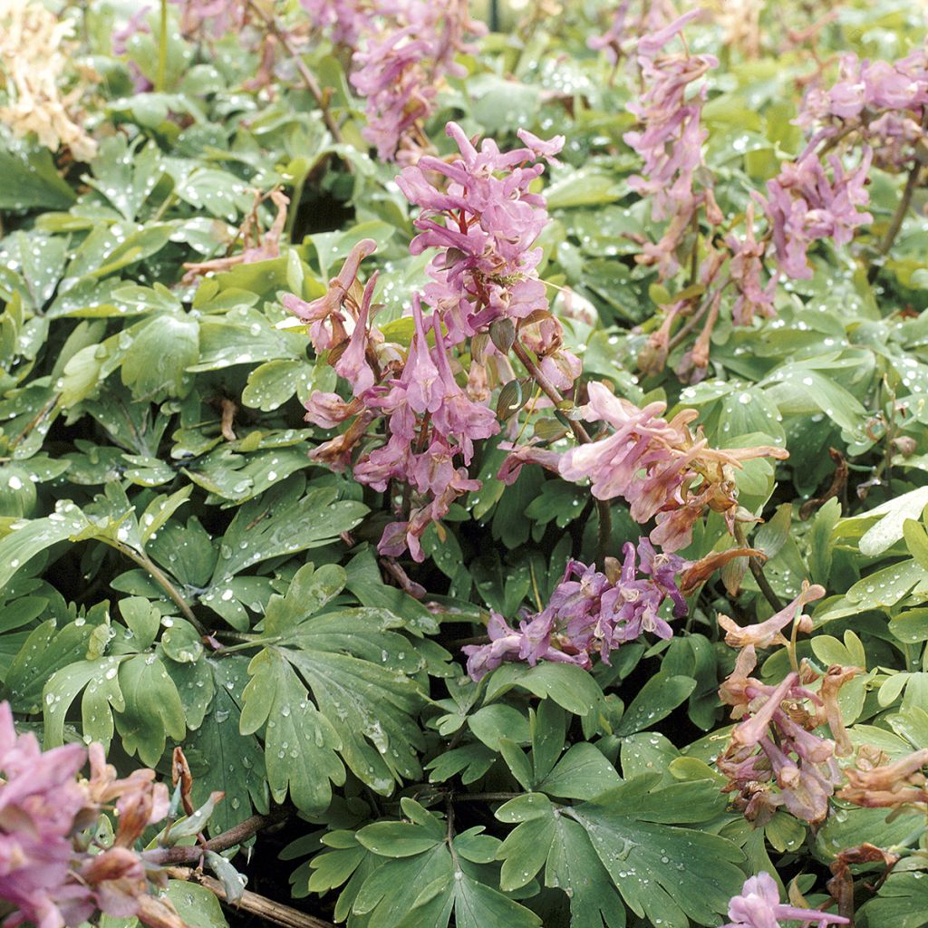 Corydalis solida ssp. solida - Gefingerter Lerchensporn