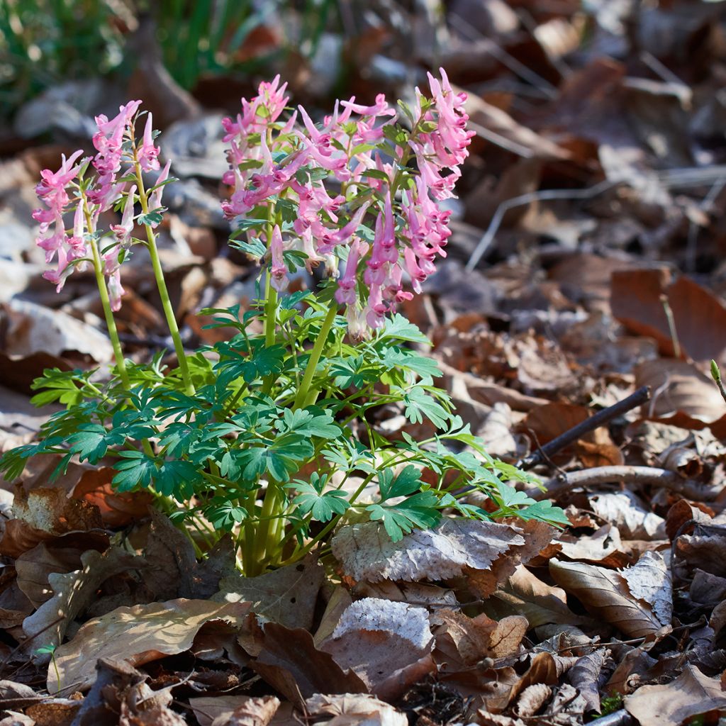 Corydalis solida ssp. solida - Gefingerter Lerchensporn