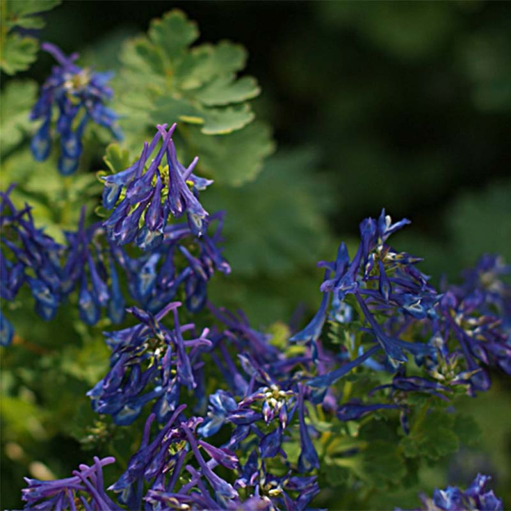 Corydalis elata Blue Summit - Hoher Lerchensporn