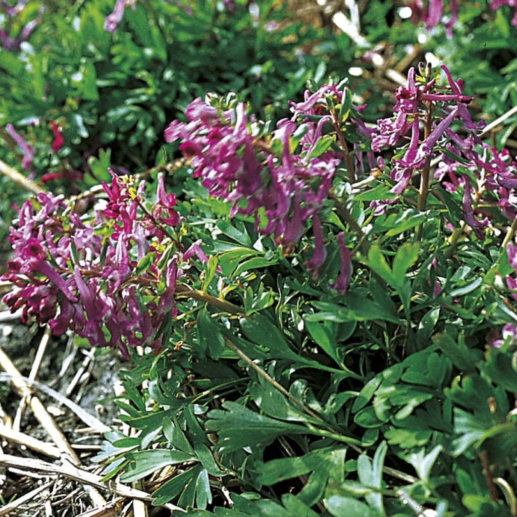 Corydalis pumila - Zwerg-Lerchensporn