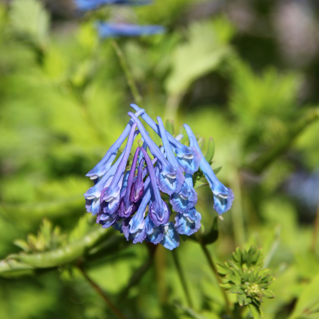 Corydalis elata Blue Summit - Hoher Lerchensporn