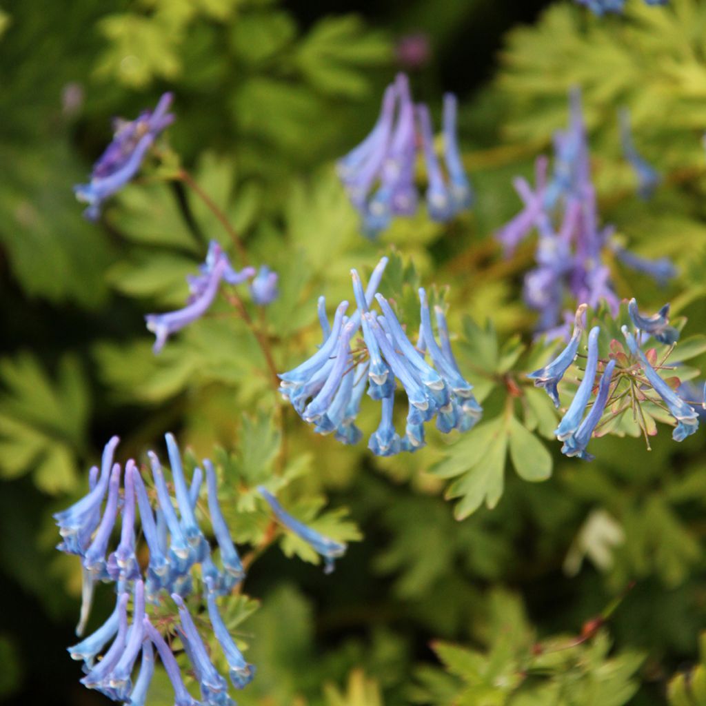 Corydalis elata Blue Summit - Hoher Lerchensporn