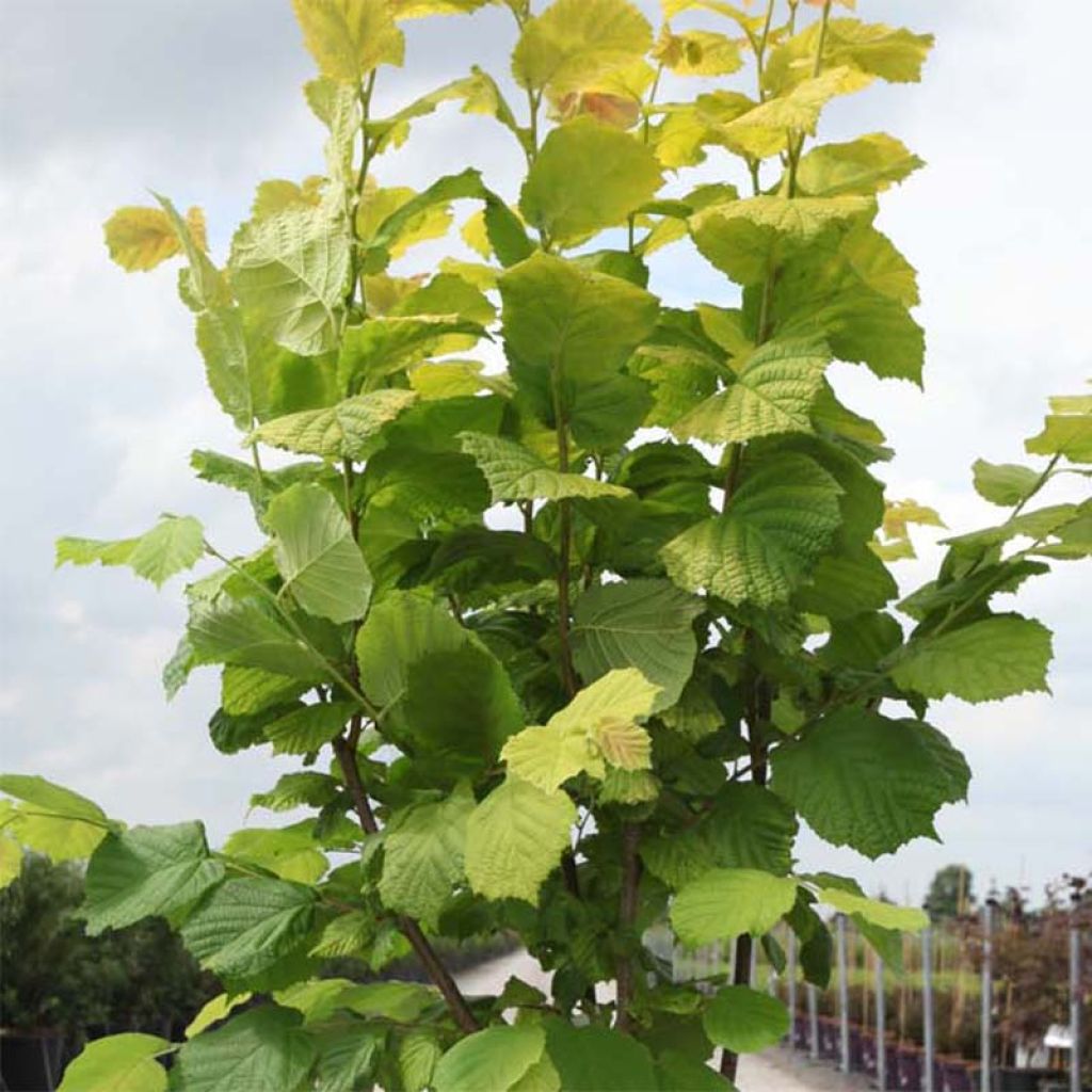 Haselnuss Aurea - Corylus avellana