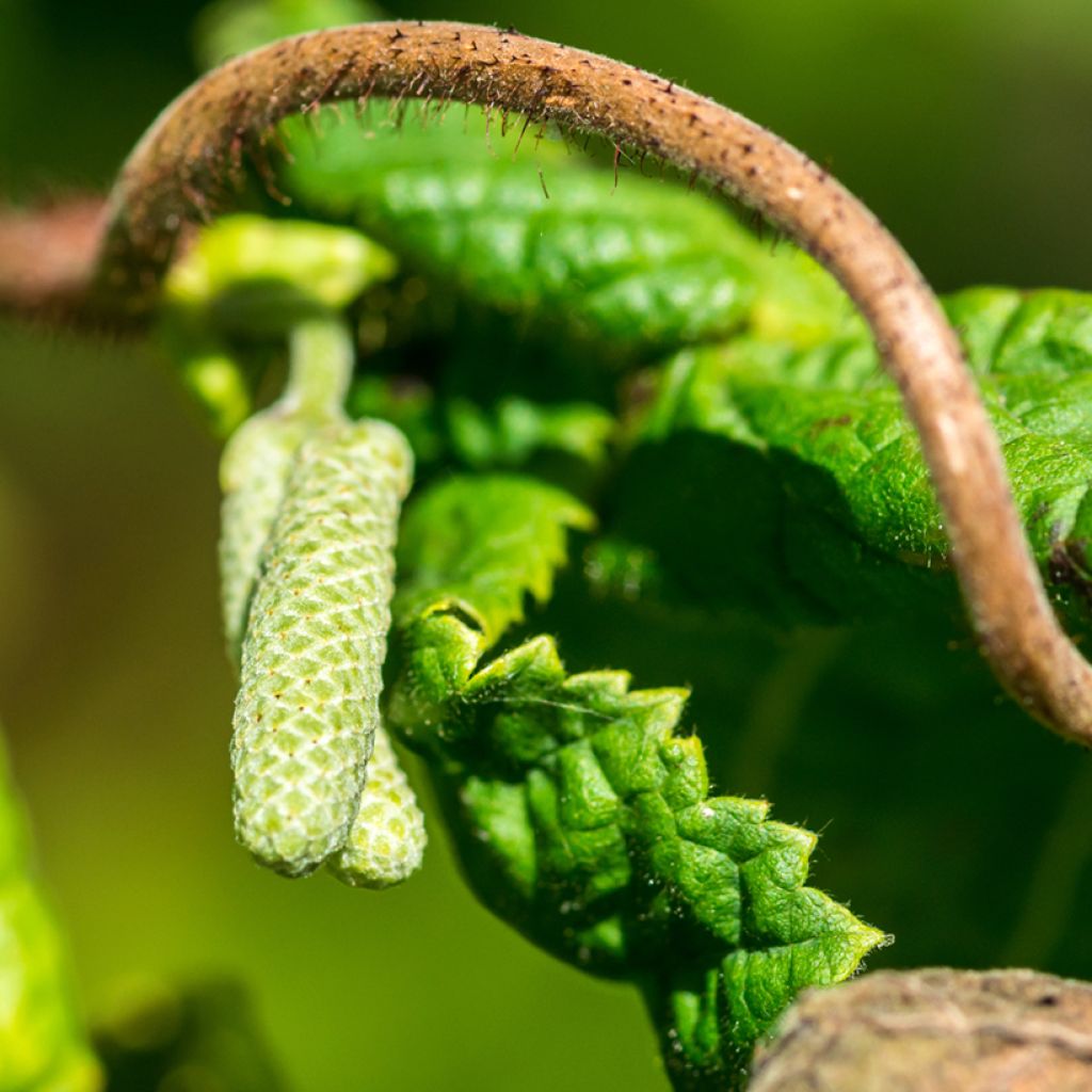 Haselnuss Medusa - Corylus avellana
