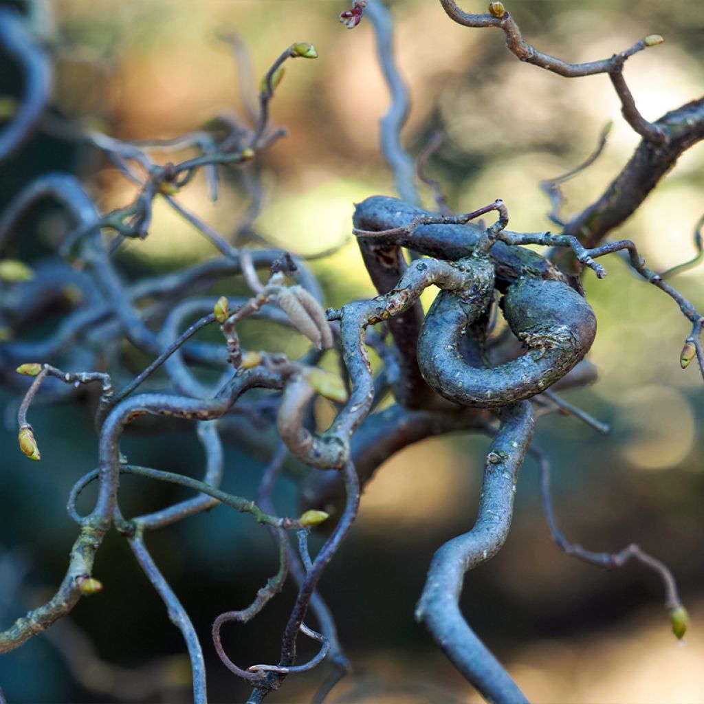 Haselnuss Medusa - Corylus avellana