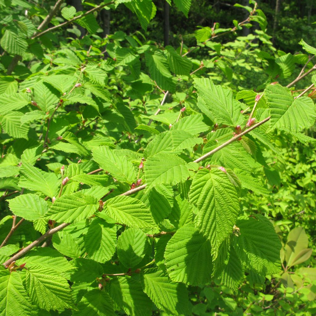 Japanische Hasel - Corylus sieboldiana
