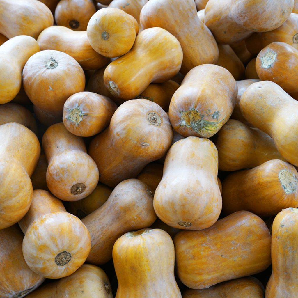Moschus-Kürbis Noix de Beurre Cobnut F1