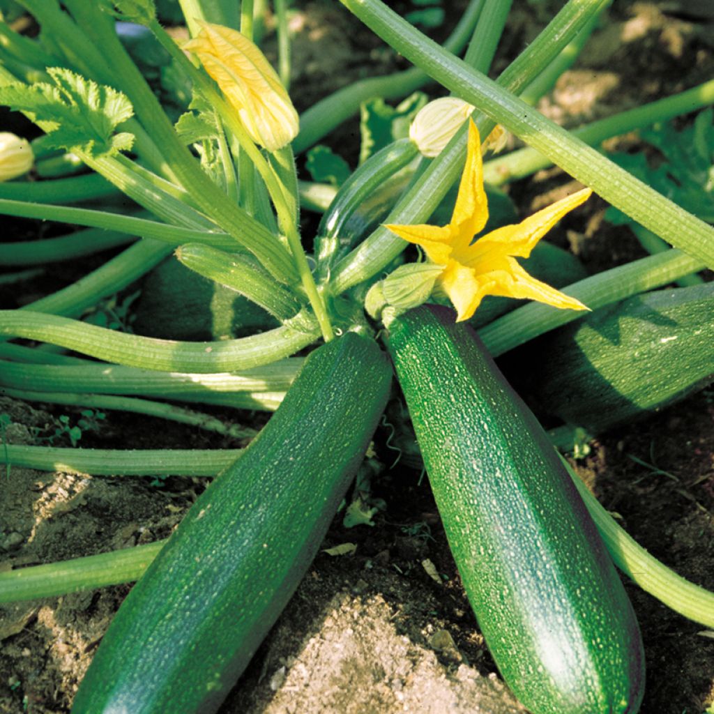 Garten-Kürbis Belor F1 - Vilmorin
