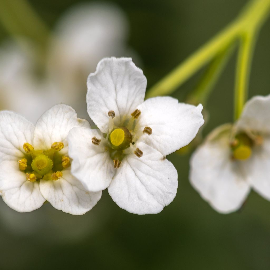 Crambe cordifolia - Riesenschleierkraut