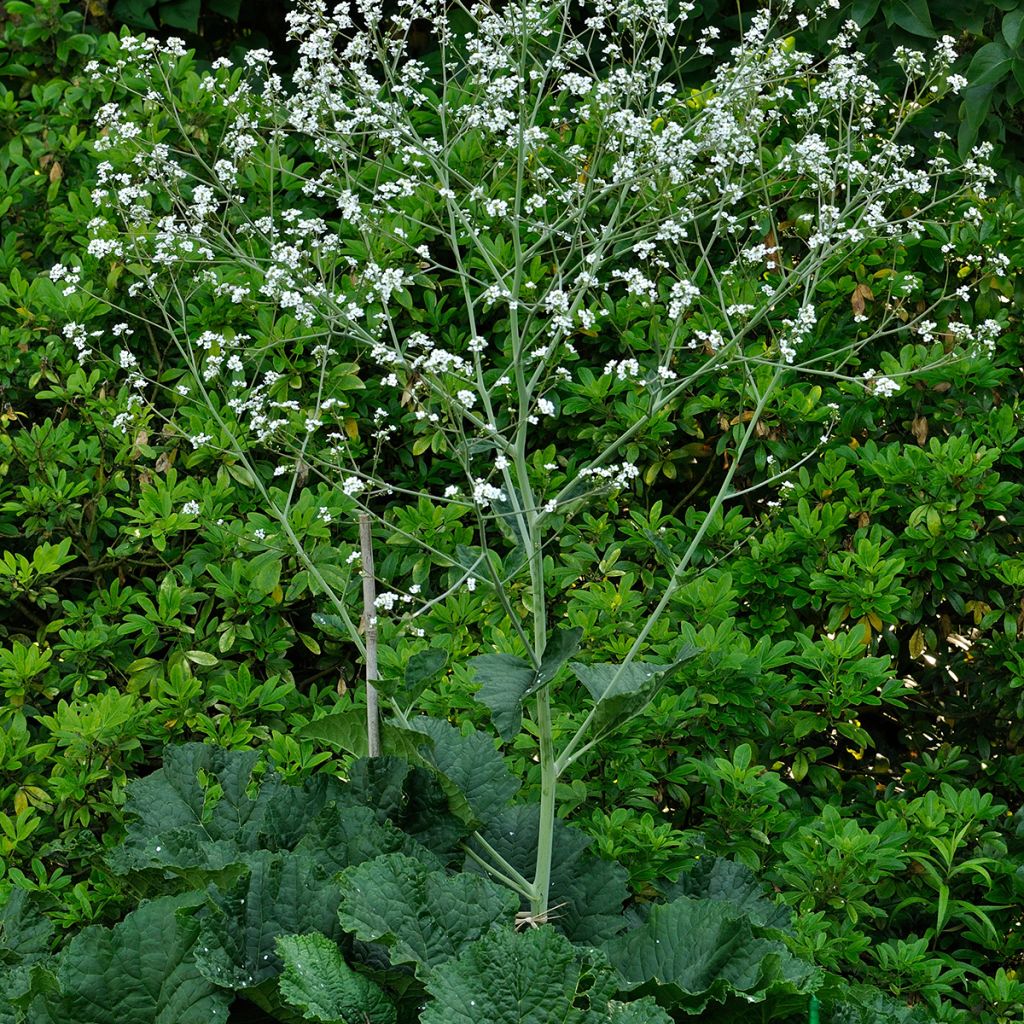 Crambe cordifolia - Riesenschleierkraut