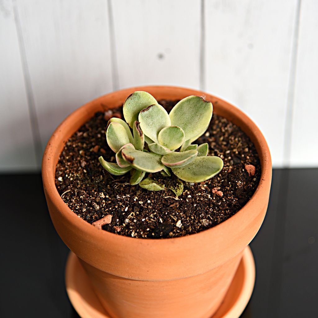 Crassula Money Maker - Geldbaum